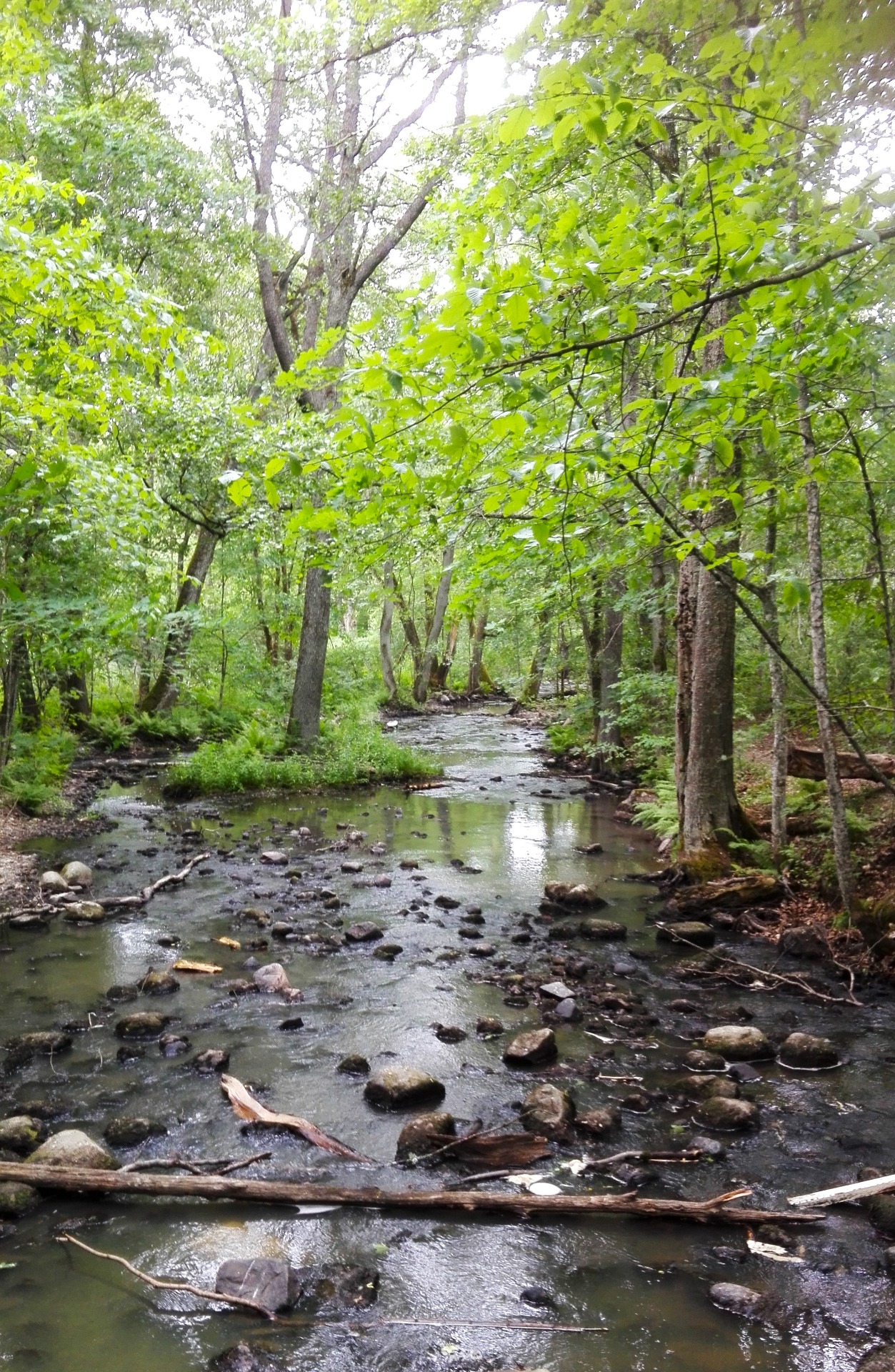 Luontokuva Nicin ulkoilureitiltä.